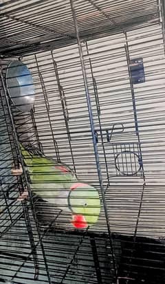 Raw 2 male for sale