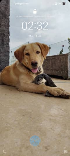 Labrador