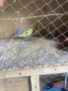 Budgie 2 male avalibale