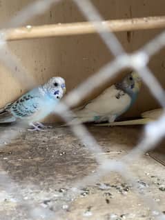 Budgie 2 male avalibale