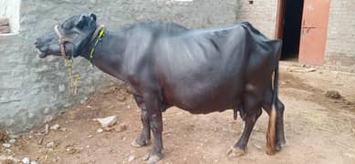 Ssony wali bhynce