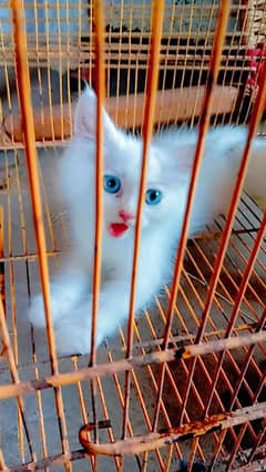 2 kitten and 1 catsale