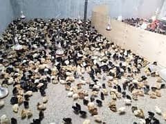 golden misri day old chicks