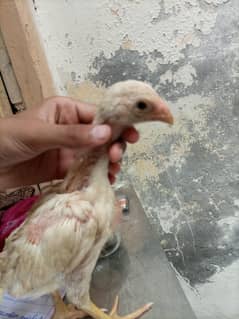 White O Shamo   High Quality
