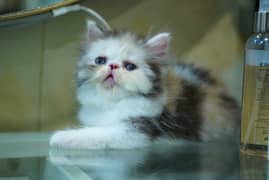 Cute Persian Cat Babies | Piki face | Punch Face Kittens | triple coat