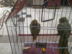 birds twins