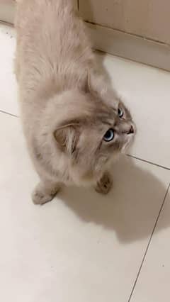 Ragdoll Male Cat