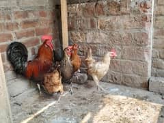 Golden Misri pair For sale