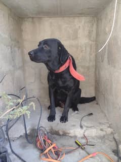 Labrador black female confirm breeder urgent sale