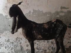 bakre