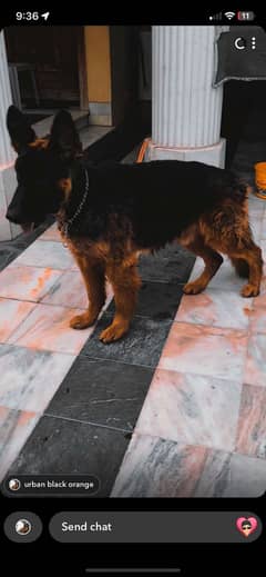 German