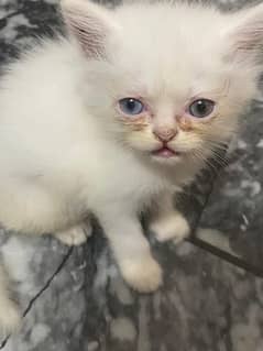 Persian