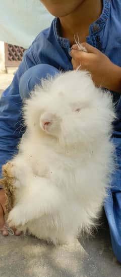 angora rabbits pair 7 months