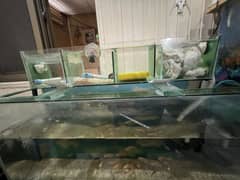 Top sump 3 feet tank with table