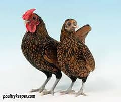 golden sebright breeder pair