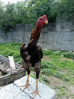 aseel shamo black breasted red . pure breed king size