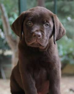 Labrador puppy / chocolate Labrador dog / Labrador puppy for sale