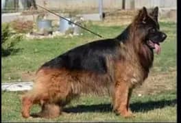 German
