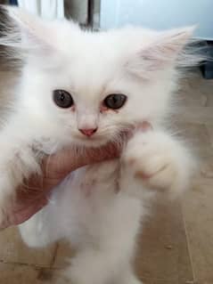 Persian kittens triple coated