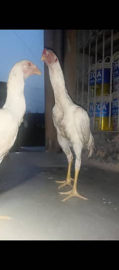 white oh shamo pathe male female full active