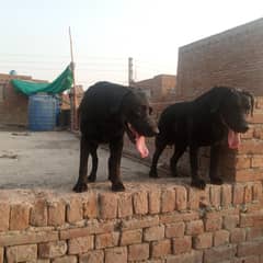 family Dog
