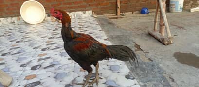 aseel imported Thai high quality healthy active