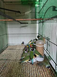 Gouldian finch