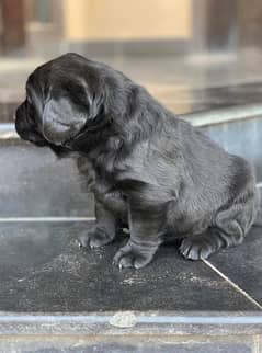 Labrador puppy pedigree microchipped 03014615555