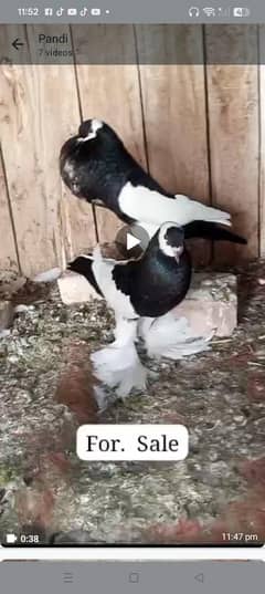 magpie