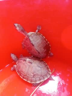 red