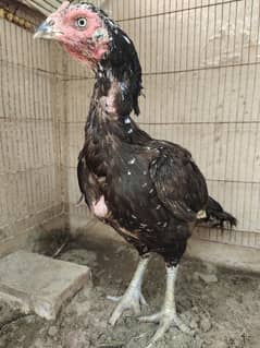 black Aseel murgi achi quality exchange 3 dasi murgiyo se