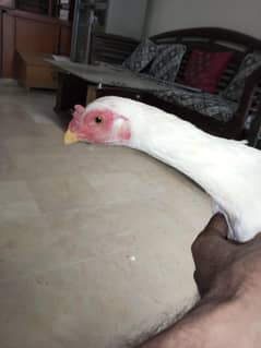 aseel