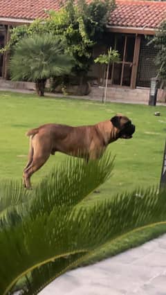 Bull