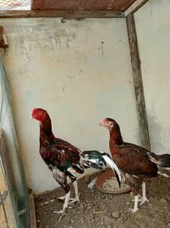 breading pair