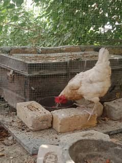 2 Australop , 1 Golden Misri Hen