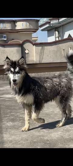 oksar