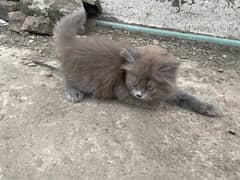 kittens