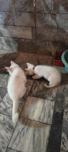 pair baby Persion kiten White pure full active Washroom Trained ha cat
