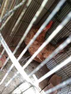 1 year for hen braiding egg 