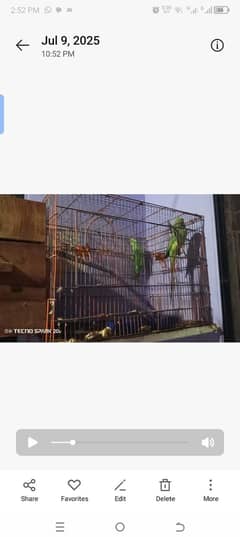 parrots