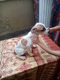 (apbt)