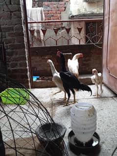 Shamo cross Thai maadi sy yeh pattha hai
