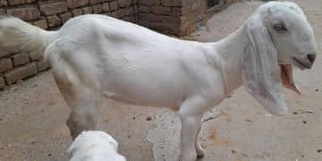doodh wali bakri ha achi nasal meh gujrati beetal ha