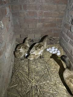 7 Ducks For Sell