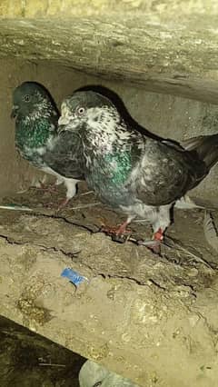 pigeon sale contact 03225361479