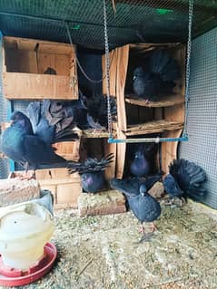 black fantail Lucky pigeon birds o3oo6o542o3