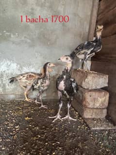 Aseel chicks