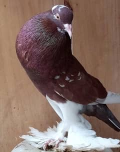 Pouter breeder pair (fancy pigeon)