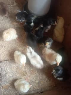 Aseel Chicks