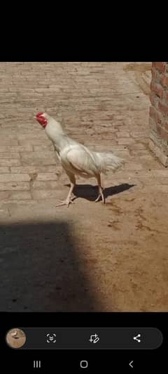 heera